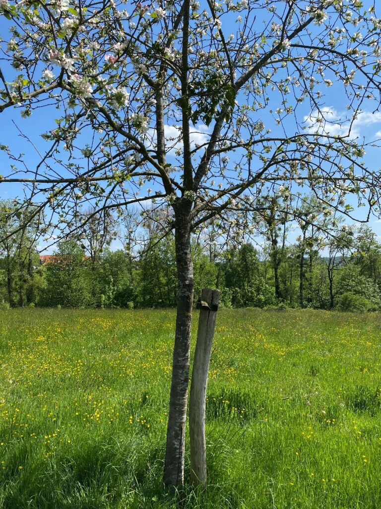 Waarom een boompaaltje soms nodig is…